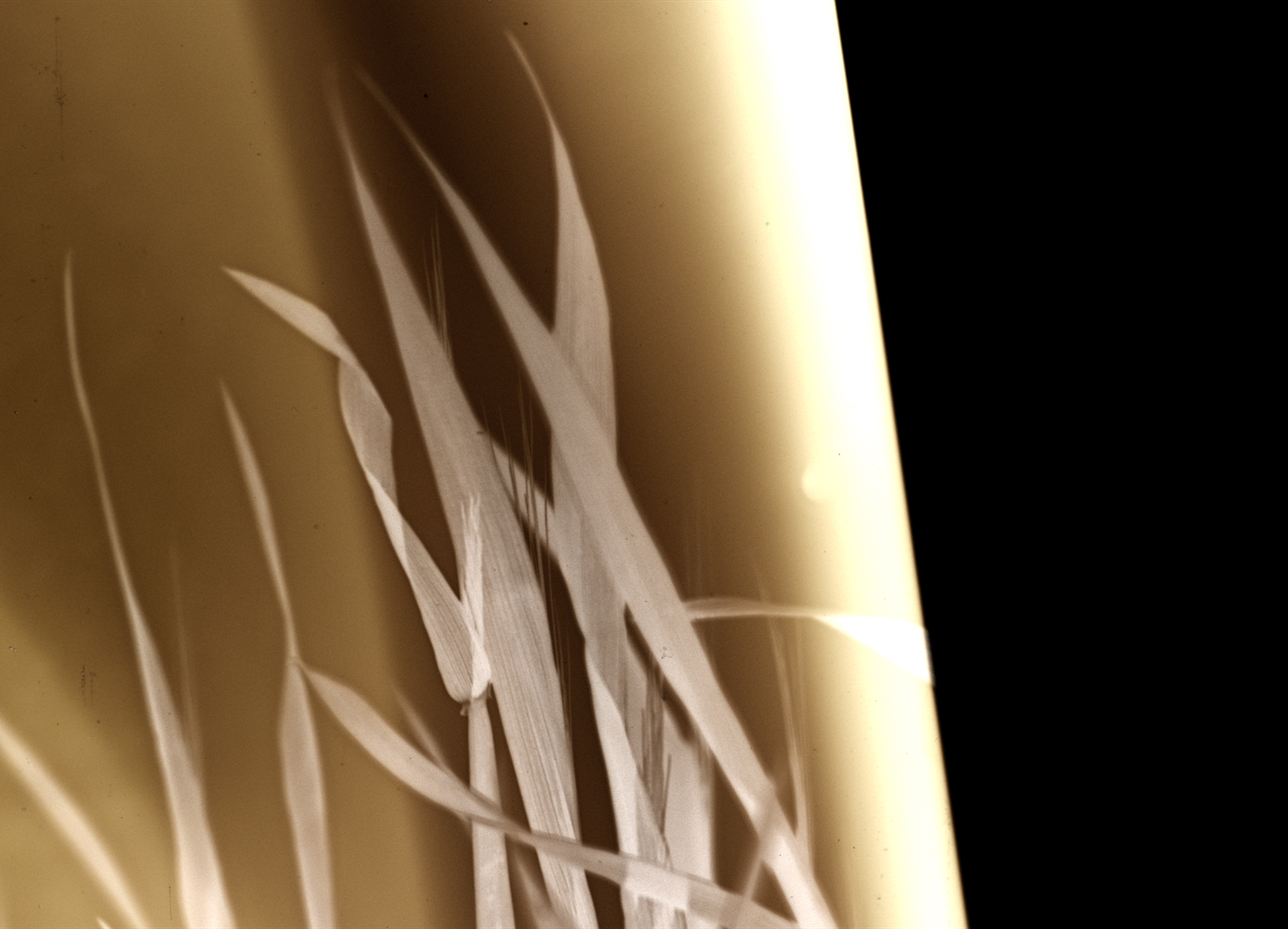 Into the Wild — still